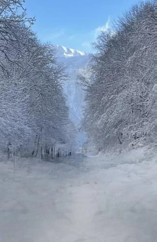 In Alpes Taxis transports stations